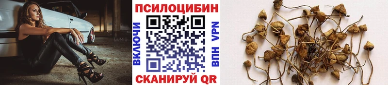 Купить  Соль-Илецк  Галлюциногенные грибы Cubensis 